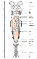 Anatomy of a Rotifer