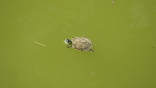 Baby Turtle Swimming